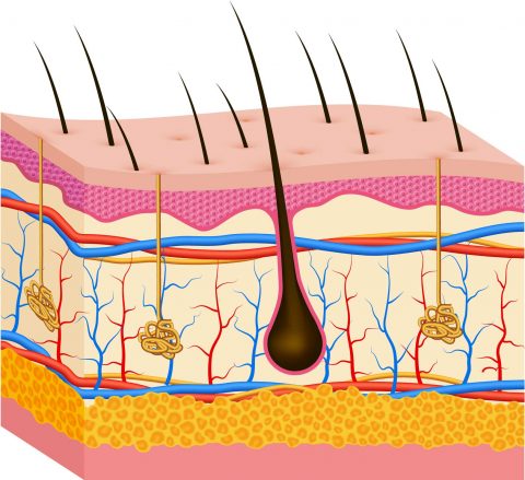 How It Works | Red Light Therapy 4 U